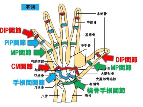 骨節手|『手根間関節』・『手根中手関節』・『中手指節関節。